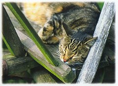 Gatti (369)